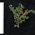 Cotoneaster integrifolius Anders