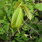 Asimina triloba Fuelha