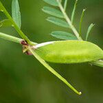 Vicia melanops Fruit