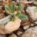 Alyssum szovitsianum Leaf