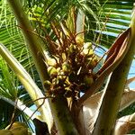 Cocos nucifera Gyümölcs