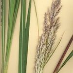 Tripidium ravennae অন্যান্য