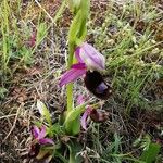 Ophrys bertolonii Habit