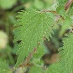 Urtica pilulifera Blatt