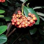 Cotoneaster coriaceus Fruit
