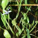 Heteranthera limosa অন্যান্য