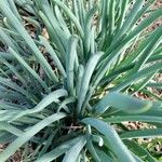 Allium fistulosum Blad