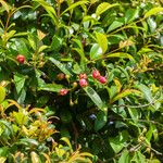 Syzygium myrtifolium Fruto