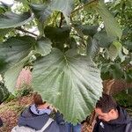 Davidia involucrata List