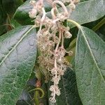 Combretum kraussii Flower