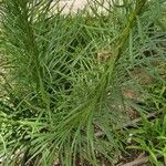 Liatris pycnostachya Hoja