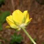Ranunculus aduncus Цветок