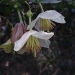 Clematis cirrhosa 花