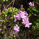 Rhododendron microphyton