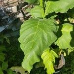 Nicotiana tabacum Blad