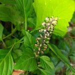 Ocimum carnosum Blüte