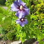 Hibiscus sinosyriacus Çiçek
