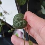 Ceropegia woodii Leaf