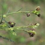 Sida linifolia Frucht