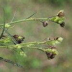 Sida linifolia Fruit