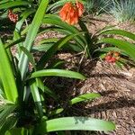 Clivia nobilis Leaf