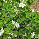 Bauhinia lunarioides Blatt