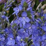 Veronica austriaca Flower