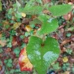 Fagopyrum cymosum Leaf