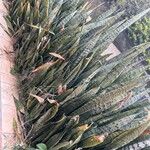 Dracaena zeylanica Листок