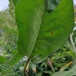 Ficus septica Hostoa