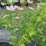 Sabatia angularis 葉