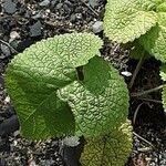 Phlomoides tuberosa Лист