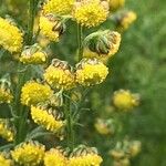 Artemisia chamaemelifolia Flower