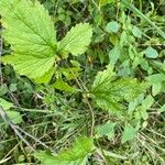 Geum laciniatum Hoja