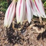 Crinum bulbispermumFlower