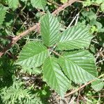 Rubus senticosus Mosusu