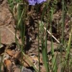 Gilia achilleifolia Hábito