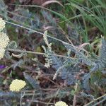 Achillea clypeolata Облик