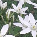 Ornithogalum gussonei Цвят