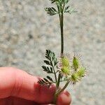 Torilis leptophylla Fruit