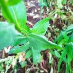 Erigeron speciosus Leaf