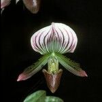Paphiopedilum callosum Квітка