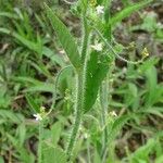Caperonia palustris पत्ता