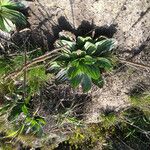 Plantago subnuda Yeri