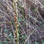 Spiranthes spiralis Plod