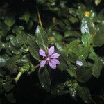 Cuphea carthagenensis Flor