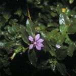 Cuphea carthagenensis Flower