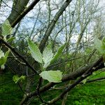 Populus alba List