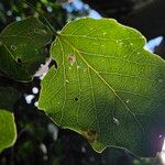 Populus × canescens Foglia