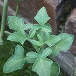 Senecio articulatus Blatt